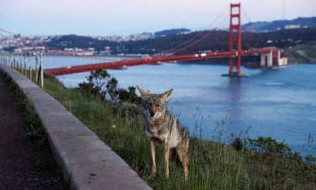 Coyote near Golden Gate Bridge
