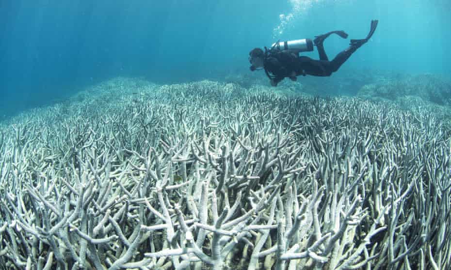 A diver inspects bleached coral on the Great Barrier Reef