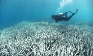 A diver checking bleached coral on the Great Barrier Reef – around half has now been bleached.