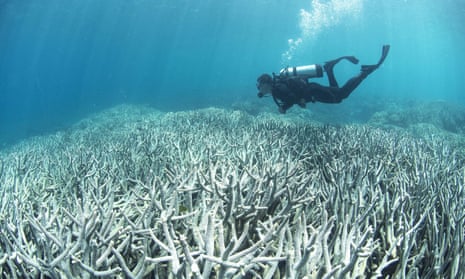 A diver checking bleached coral on the Great Barrier Reef – around half has now been bleached. 