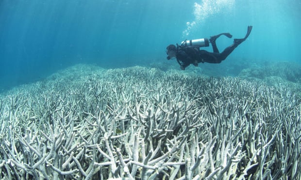 A diver checks the bleached coral on the Great Barrier Reef