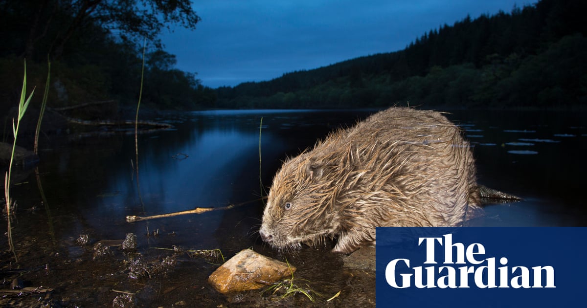 back-from-the-brink-how-bison-bears-and-beavers-returned-to-europe