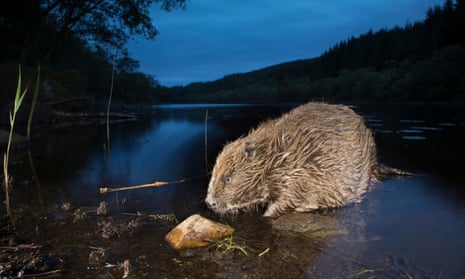 A beaver seen at the water's edge at night