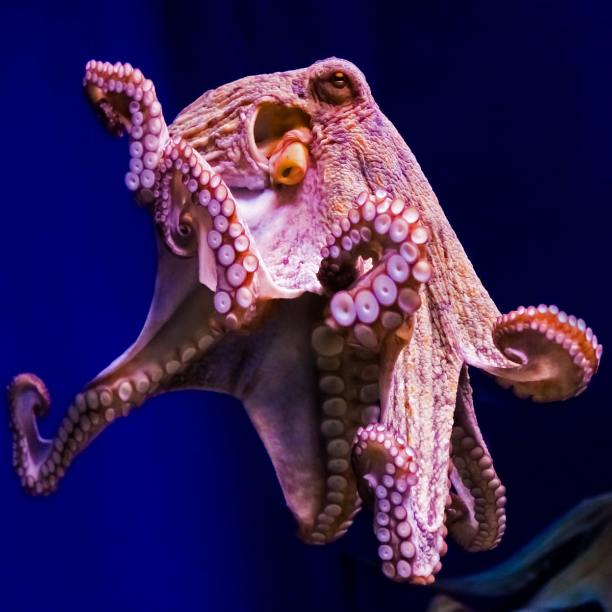 Is there any need for amputee octopuses? | Animals | The Guardian Is there any need for amputee octopuses? | Animals | The Guardian