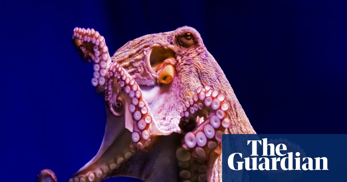 Is there any need for amputee octopuses? | Brief letters