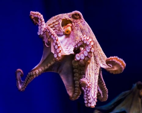 Octopus in the sea