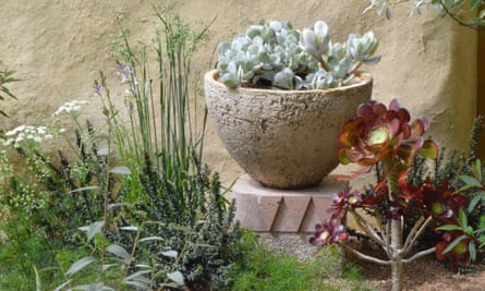 Plantes succulentes dans des pots fabriqués à partir de matériaux récupérés.