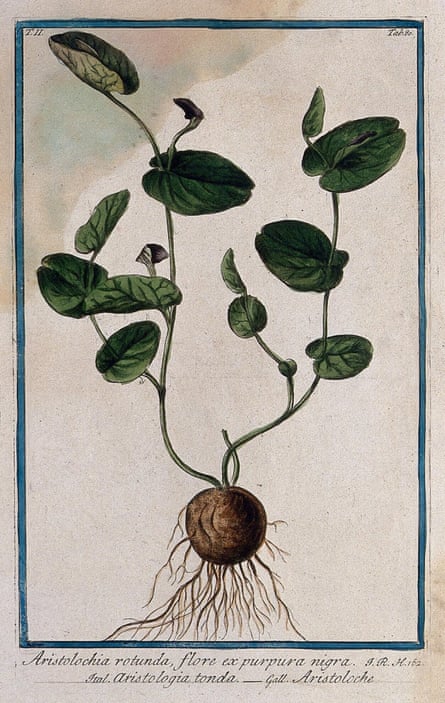 Aristolochia rotunda, believed to have been used as an ingredient in medieval abortifacients.