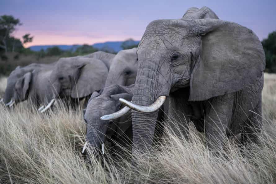 Afrikos dramblių banda Masai Mara medžiojamųjų gyvūnų rezervate Kenijoje