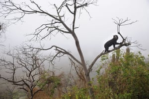 A spectacled bear climbing in tree on a typical misty morning in the dry forest.