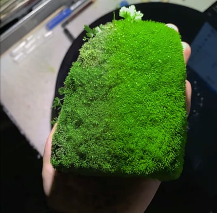 A photo of a hand holding a mossy green brick.