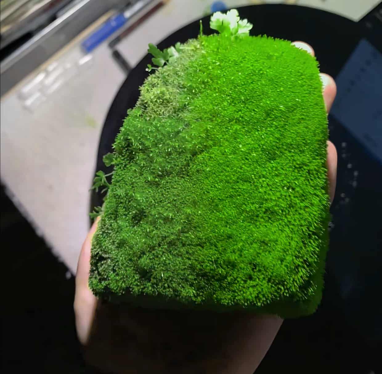 A photo of a hand holding a mossy green brick.