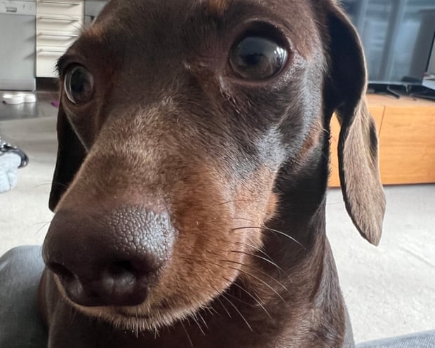 Close-up of Willow looking at the camera