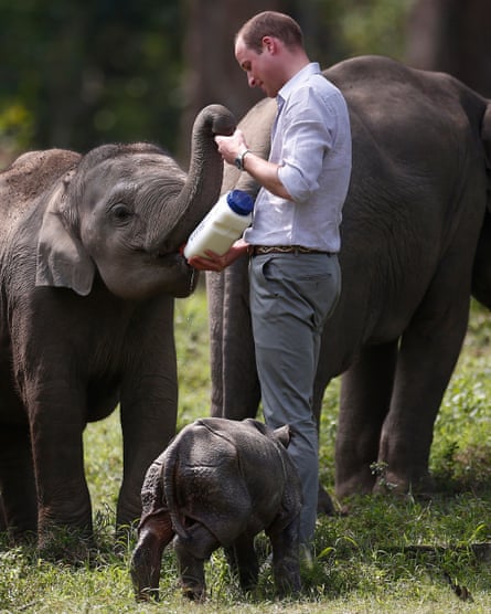 Prince William is patron of Tusk, one of the charities that have linked ivory sales in the UK to the slaughter of 30,000 elephants a year in Africa.