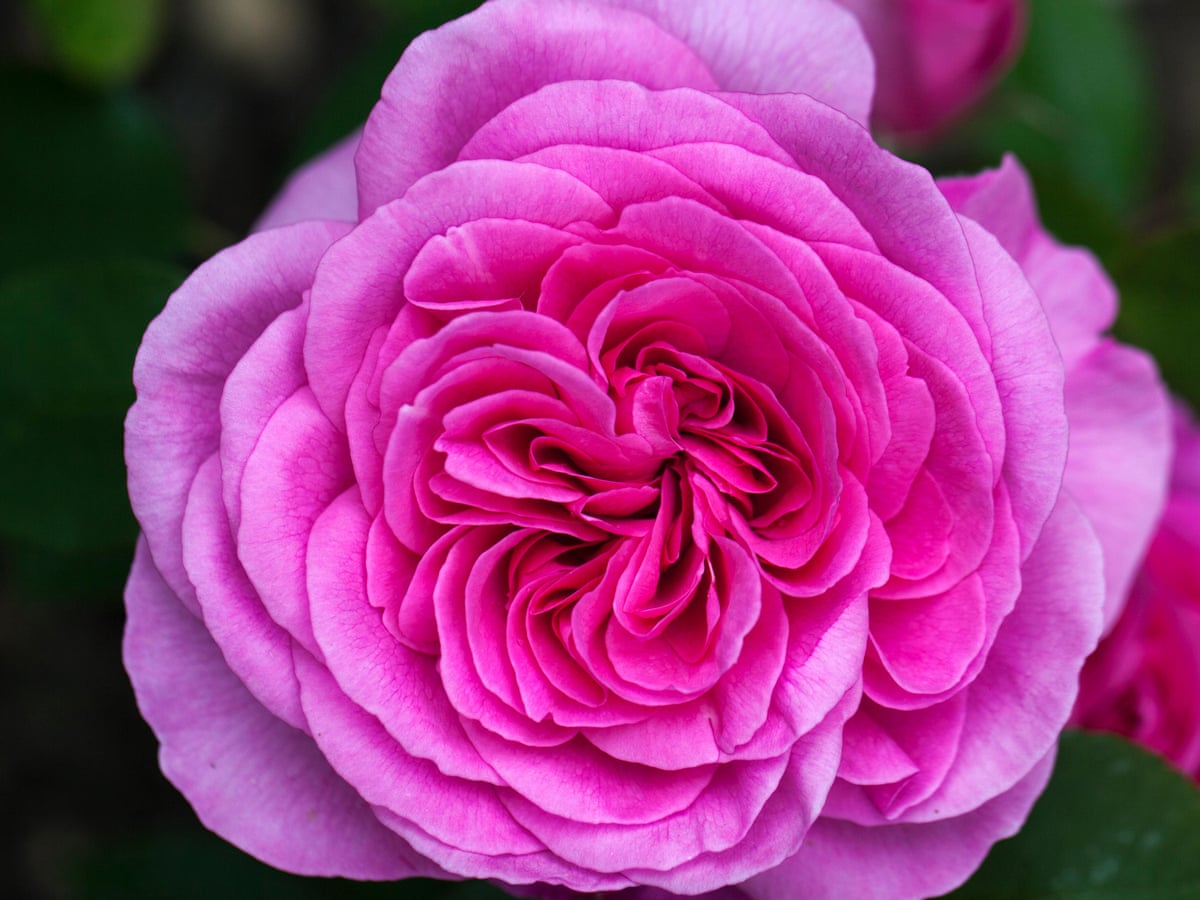 Roses This Is The Best Time For Gazing Sniffing And Falling In Love With Them Life And Style The Guardian