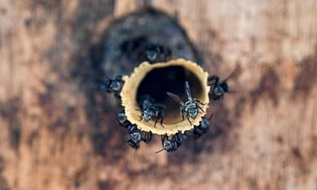Stingless bees ring the opening of a tube-shaped hive at an apiary in Indonesia.