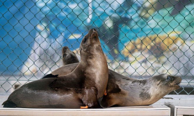 Sea lions sickened as toxic algae threatens California’s marine mammals Sea lions sickened as toxic algae threatens California’s marine mammals