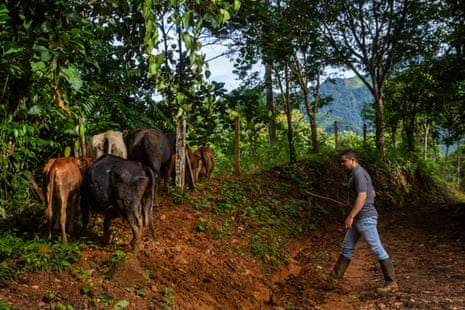 A man walks behind a small herd of cattle heading through dense trees.
