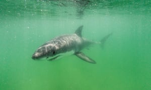 A great white shark swims in waters off the coast of Cape Cod.