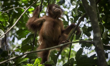 An orangutan at the Sumatran Orangutan Conservation Programme’s rehabilitation centre in Kuta Mbelin