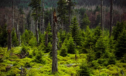 Pine forests on the Brocken.