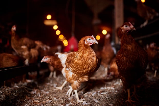 An egg-laying chicken