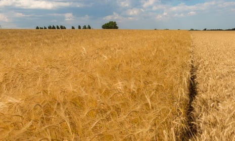 A barley field in Suffolk