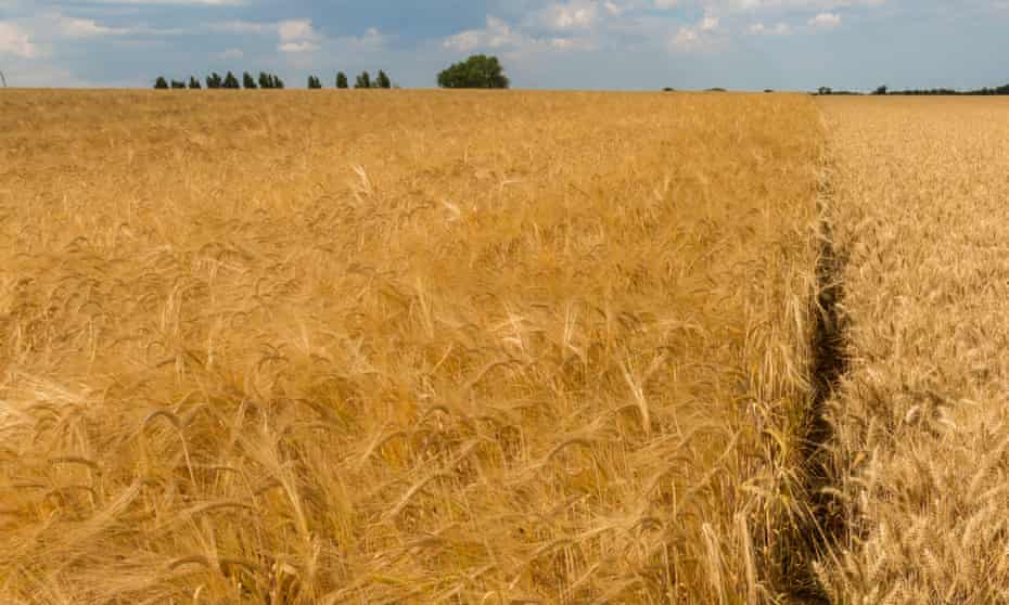 A field of barley, left, growing alongside a field of wheat in Suffolk. New laws could change the way crops are produced. 