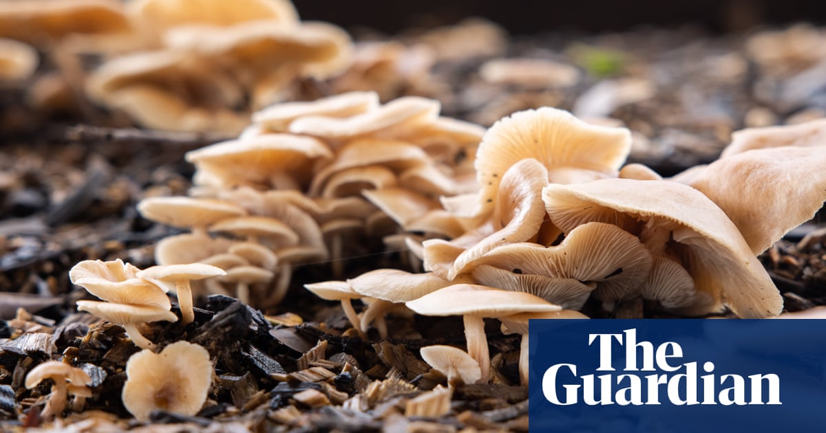 Mushroom season starts early on Australia's east coast prompting warnings thumbnail