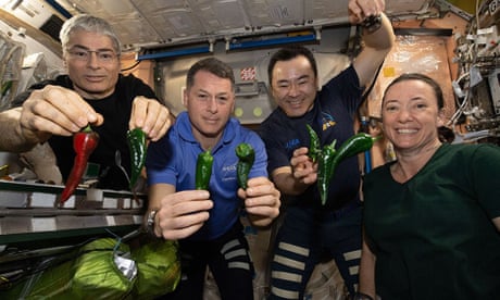 Astronauts Mark Vande Hei, Shane Kimbrough, Akihiko Hoshide and Megan McArthur pose with chile peppers grown aboard the International Space Station.