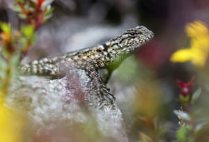 Um lagarto espinhoso (Sceloporus malachiticus) na área florestal de Cerro de la Muerte, em San José, Costa Rica.