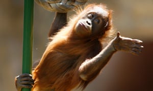Orangutan Escape From Enclosure At Melbourne Zoo Prompts Review Australia News The Guardian