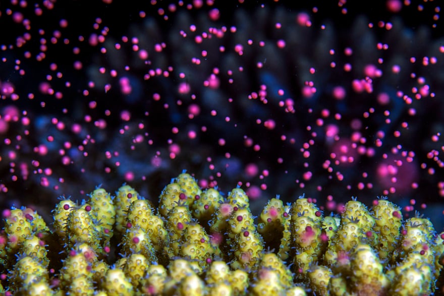 ‘Underwater colorful snowstorm’ – spawning coral in the Red Sea
