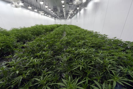 A warehouse full of cannabis plants under LED lights.