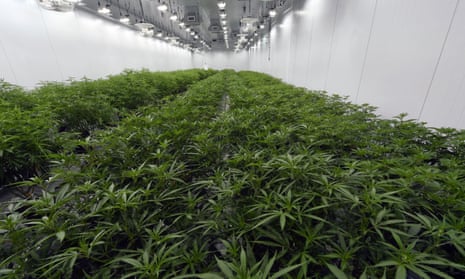 Medical marijuana plants at a Curaleaf facility in Ravena, New York.