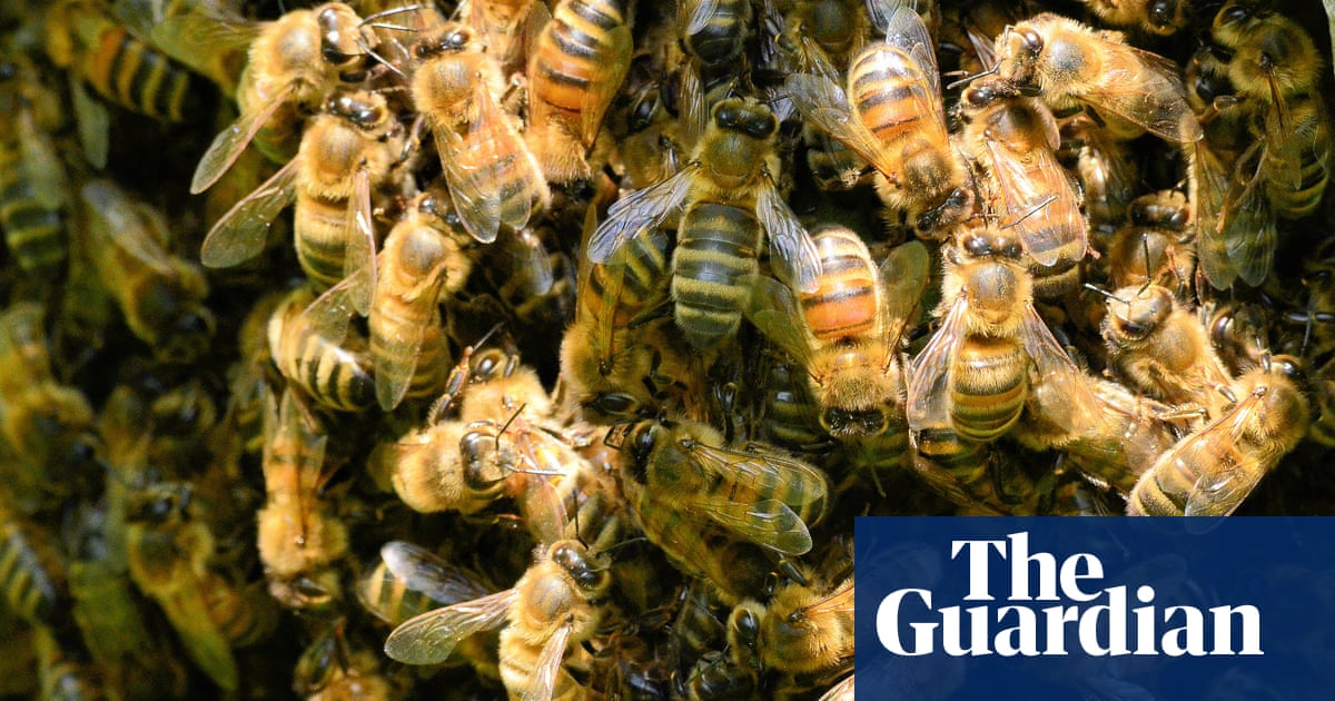 Berlin S Bumbling Beekeepers Leave Swarms Without Homes
