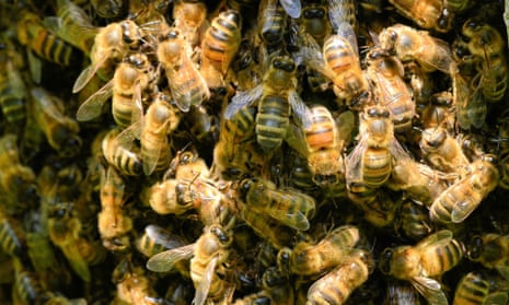 Schwarmfängers to the rescue? There are now about 10,000 bee colonies in Berlin, which is causing habitat and food shortages.