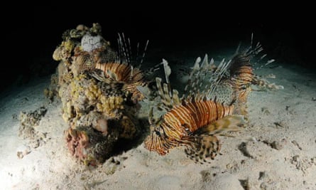 The lionfish has a prodigious breeding rate - a female can produce two million eggs a year.