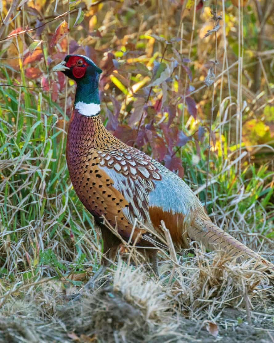 Male Ring-necked Pheasant (Phasianus colchicus) - Pelee Island, Ontario, Canada