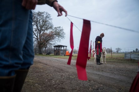 Red flags known as “fladry” act as a deterrent to predators on the ranch.