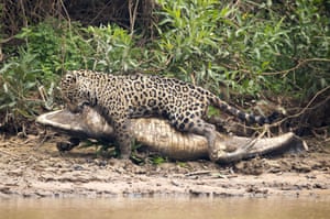A jaguar ambushes a giant jacare caiman high up on the Three Brothers River in the Pantanal in Mato Grosso, Brazil.
