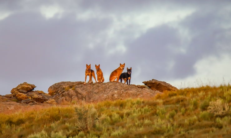 Alpine dingoes at risk of extinction after Victorian government extends right to cull Victoria’s environment department said it was ‘striking the right balance’ between protecting vulnerable dingo populations and giving farmers the ability to protect livestock. Photograph: Michelle J Photography