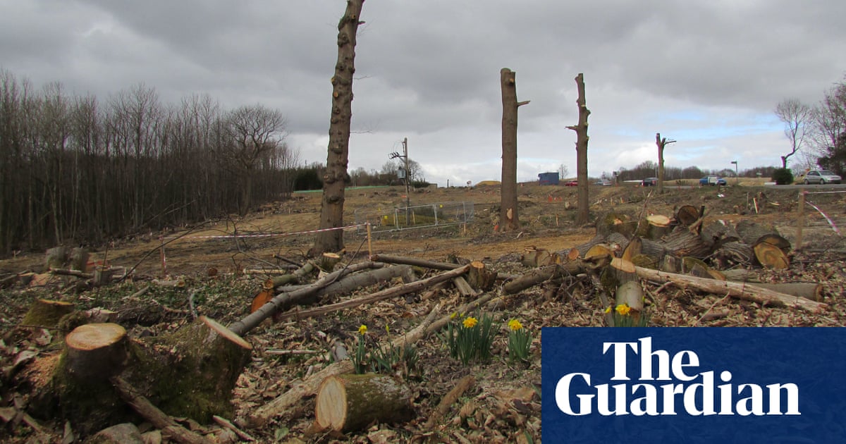 UK’s native woodlands reaching crisis point, report warns