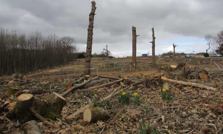 Trees cut down at a woodland in the UK.Just 7% of the country’s native woodland is in a good condition.