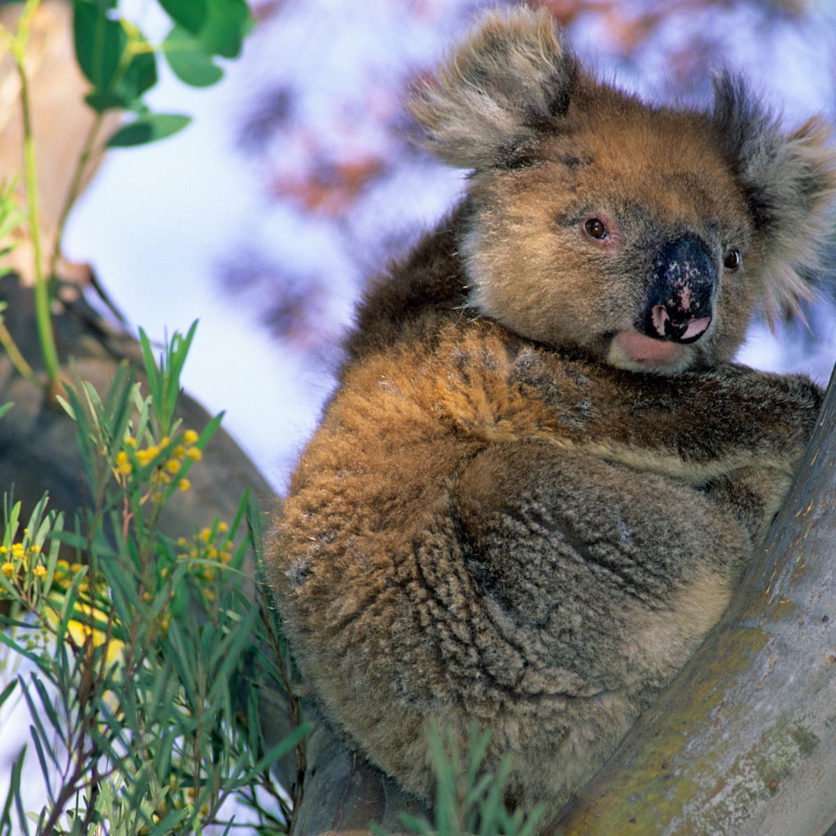 Kangaroo Island Koala Cull Rejected By South Australian Government Australia News The Guardian
