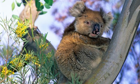 A koala on Kangaroo Island
