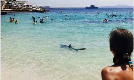 Bathers ran out of the sea after a blue shark came close to the shore.