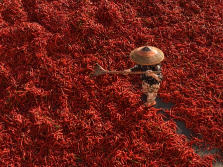 A chilli farmer in Fengjiang village, Hunan province, drying chillies for sauce manufacture.