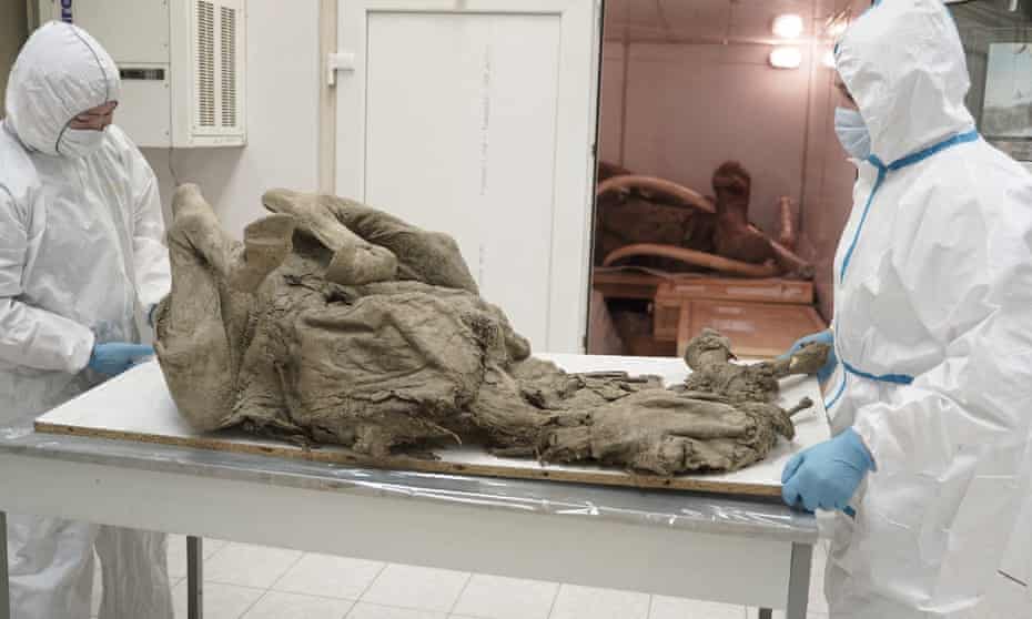 Researchers at North-Eastern Federal University in Yakutsk extract tissues from a prehistoric horse.