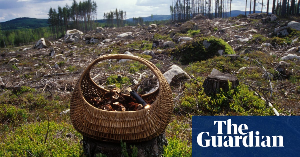 Mushroom Hunters Scour Us Wildfire Maps In Search Of Elusive Morel Wildfires The Guardian 2022 Morel Burn Map